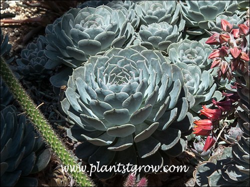 A large rosette of cup shaped glaucous blue leaves.